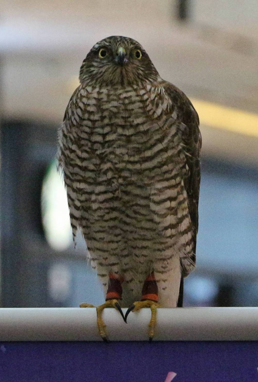 'Evladım' dediler, podyuma çıkardılar! Rize'de inanılmaz yarışma 4
